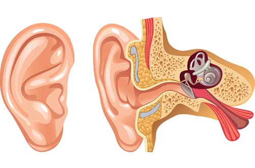 Illustration of inner ear